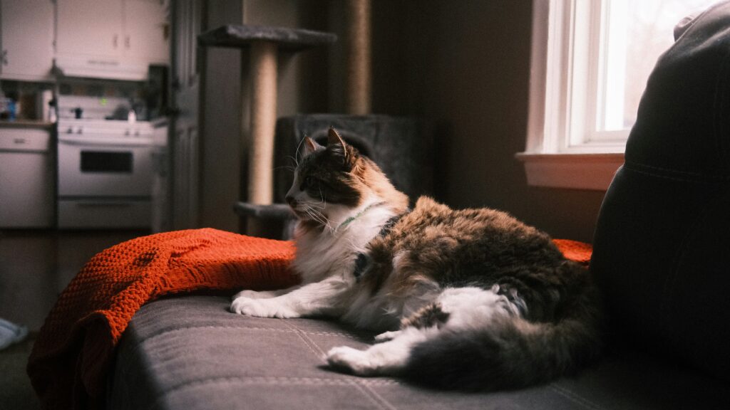 A relaxed cat lounging on a clean sofa in a well-maintained living room, showcasing the quality service of our Las Vegas house cleaning team. Experience a spotless home where both you and your pets can unwind with ease